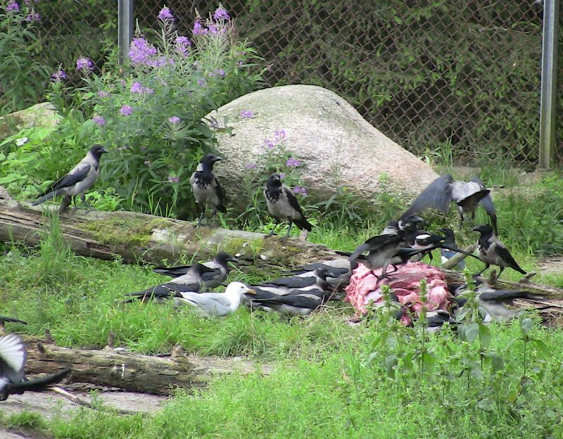Bennas2010-0486.jpg - Several birds eating the wolves food.